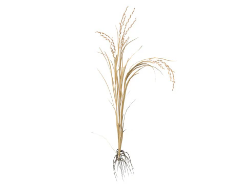 Dried rice stalk 3D Model