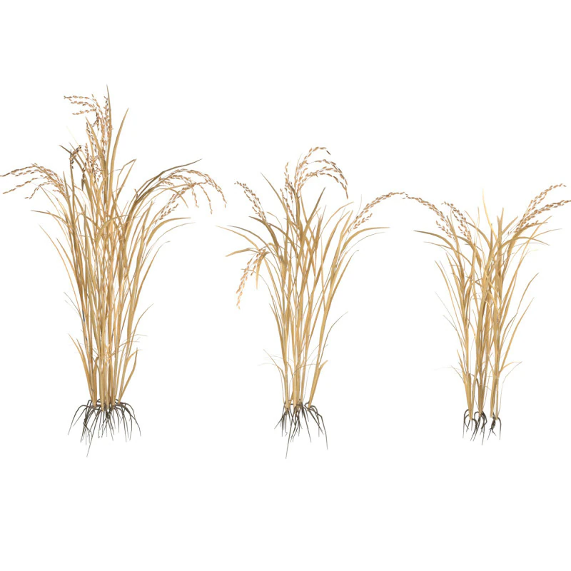 Dry rice bushes 3D Model .c4d .max .obj .3ds .fbx .stl .blend