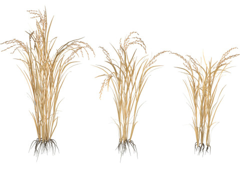 Dry rice bushes 3D Model