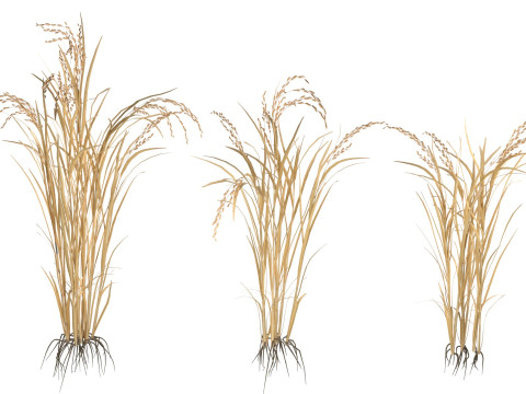 Dry rice bushes Modelo 3D