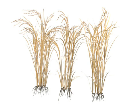 Dry rice bushes 3D Model