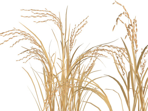 Dry rice bushes Modelo 3D