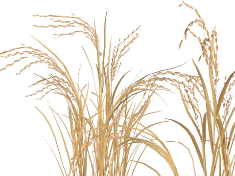Dry rice bushes 3D Model