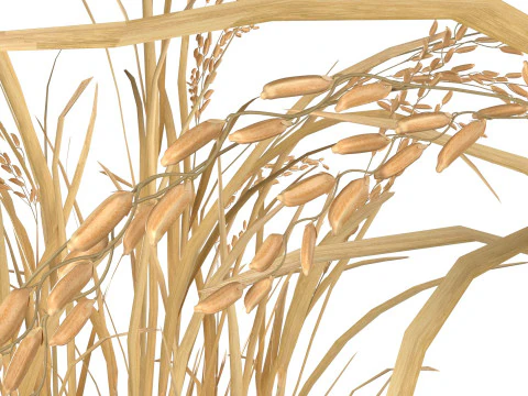 Dry rice bushes 3D Model