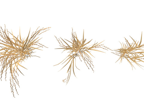 Dry rice bushes Modelo 3D