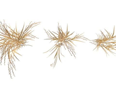 Dry rice bushes 3D Model