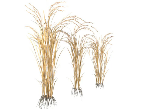Dry rice bushes 3D Model