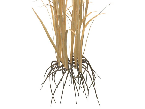 Dry rice bushes 3D Model