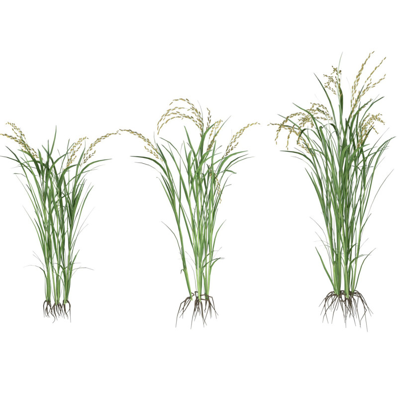 Green rice bushes 3D-Modell .c4d .max .obj .3ds .fbx .stl .blend