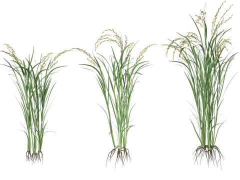 Green rice bushes 3D Model