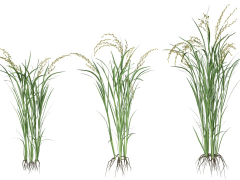 Green rice bushes 3D-Modell