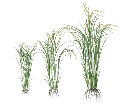Green rice bushes 3D-Modell