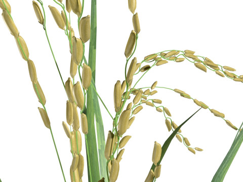 Green rice bushes 3D-Modell