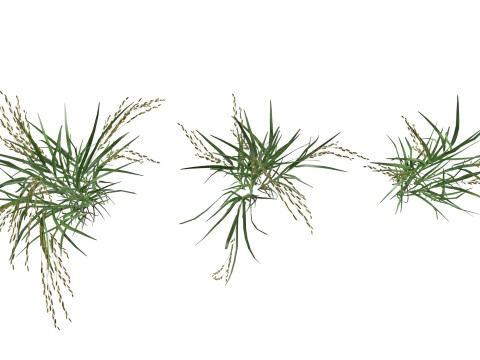 Green rice bushes 3D-Modell