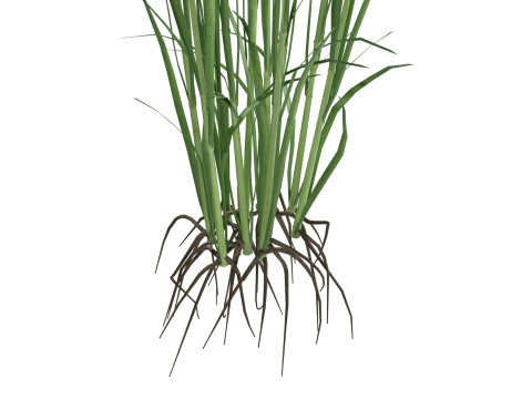 Green rice bushes 3D-Modell