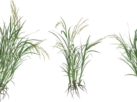 Green rice bushes 3D-Modell
