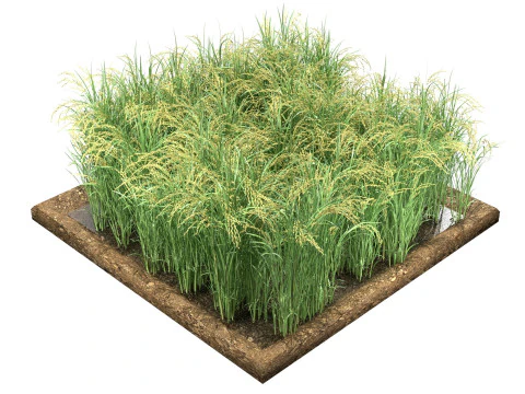 Sezione campo verde Modello 3D