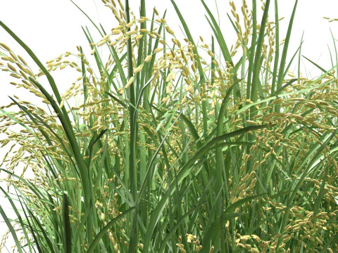 Sezione campo verde Modello 3D