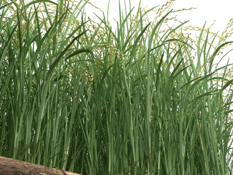 Sezione campo verde Modello 3D