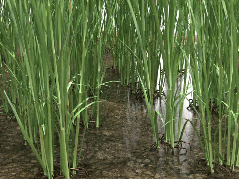 Sezione campo verde Modello 3D
