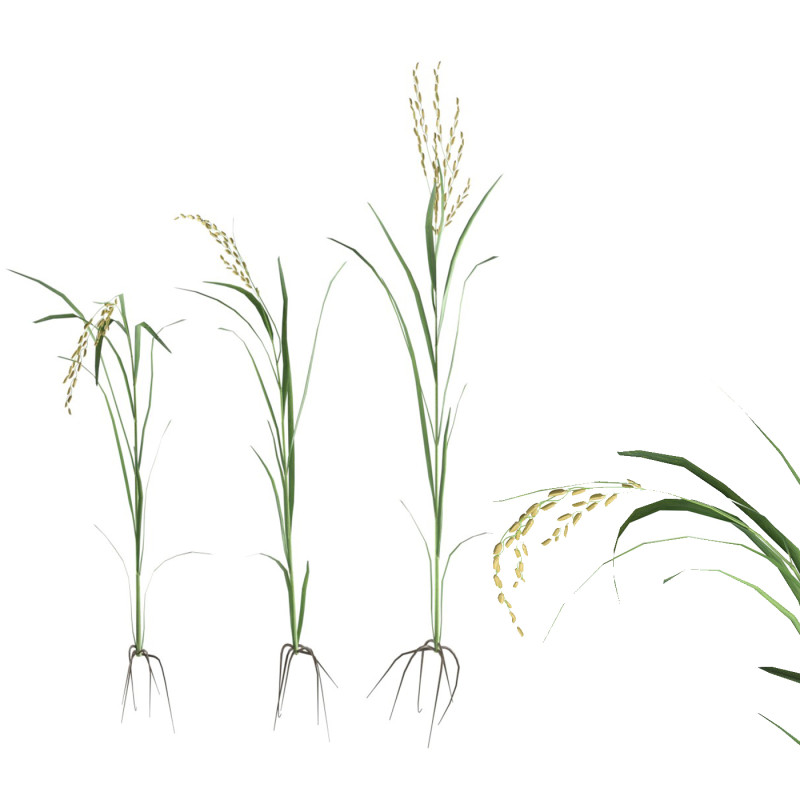 Green rice stalk Modelo 3D .c4d .max .obj .3ds .fbx .stl .blend 