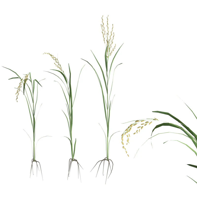 绿色稻秆 3D 模型 .c4d .max .obj .3ds .fbx .stl .blend 