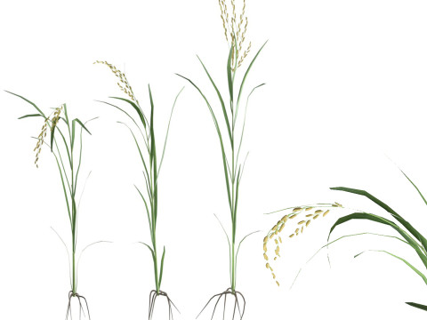Green rice stalk 3D Model
