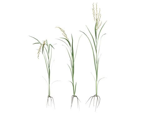 Green rice stalk Modelo 3D