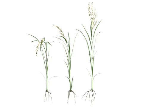 绿色稻秆 3D 模型