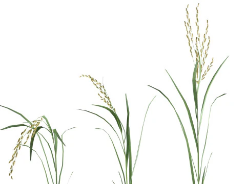 绿色稻秆 3D 模型