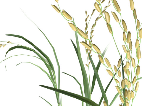 Green rice stalk Modelo 3D