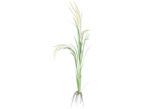 Green rice stalk Modelo 3D