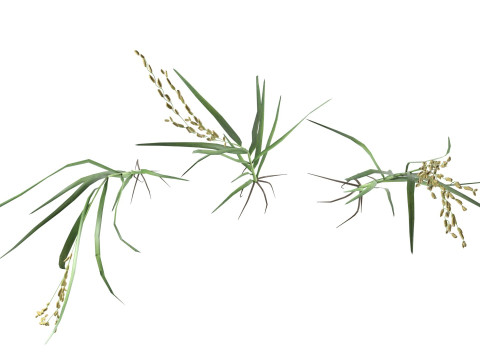 Green rice stalk Modelo 3D