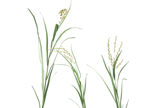 绿色稻秆 3D 模型