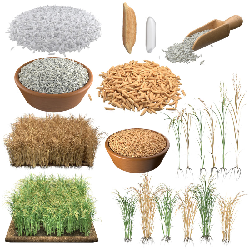 Rice grain and crop mega collection 3Dモデル .c4d .max .obj .3ds .fbx .stl .blend