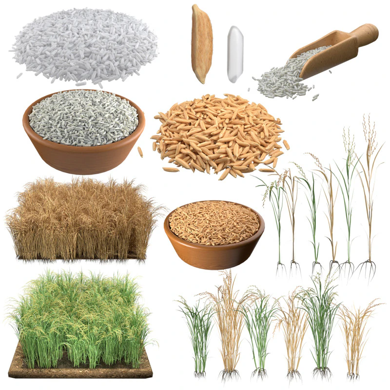 Rice grain and crop mega collection 3D Model .c4d .max .obj .3ds .fbx .stl .blend