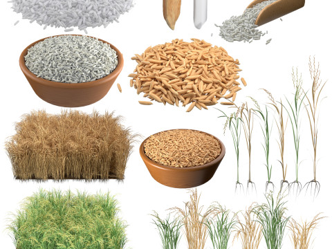 Rice grain and crop mega collection 3D Model