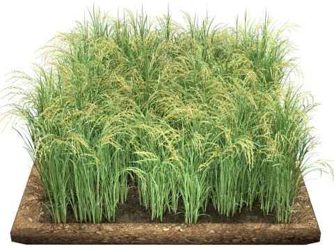 Rice grain and crop mega collection 3Dモデル