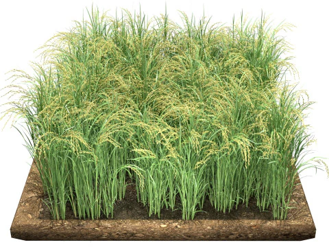 Rice grain and crop mega collection 3D Model