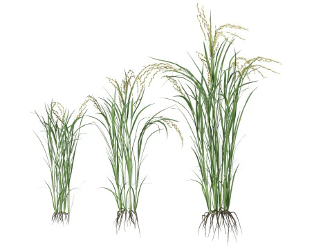 Rice grain and crop mega collection 3D Model