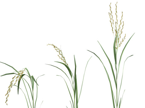 Rice grain and crop mega collection 3Dモデル