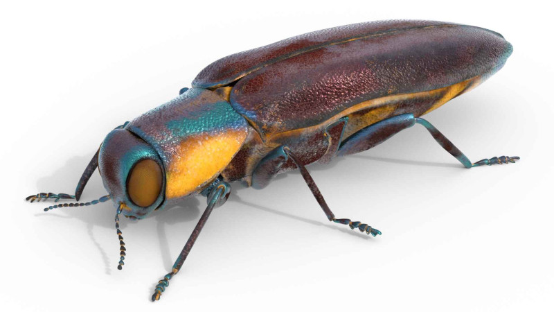 Agrilus Beetle insect 3D Модель .c4d .max .obj .3ds .fbx .stl .blend