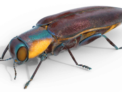 Agrilus Beetle insect Model 3D