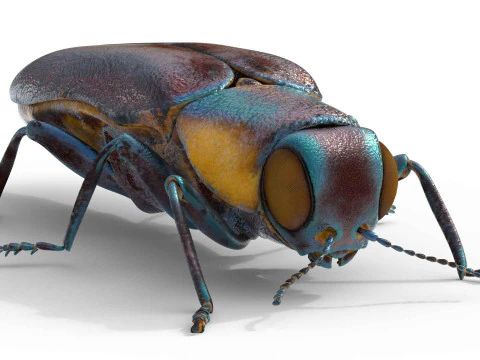 Agrilus Beetle insect 3D Model