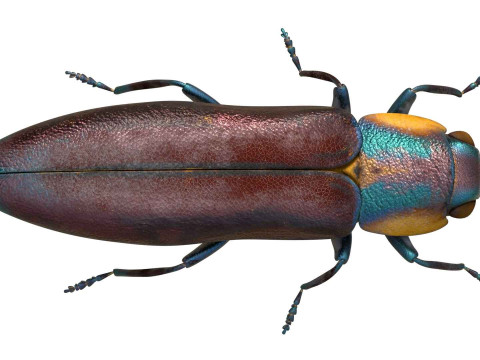 Agrilus Beetle insect 3D Модель