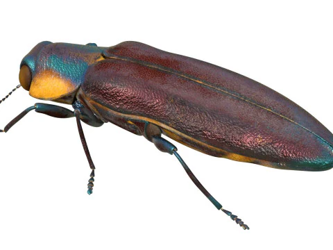 Agrilus Beetle insect 3D Model
