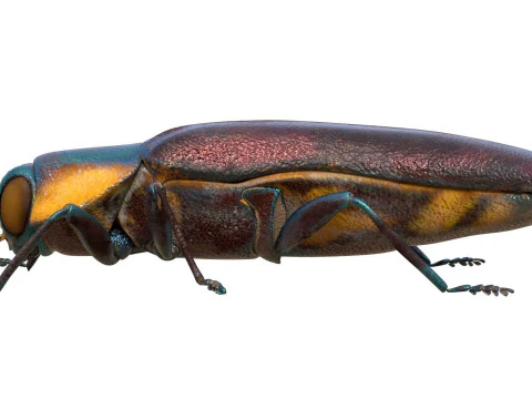 Agrilus Beetle insect 3D Model