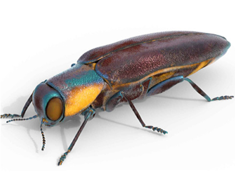 Agrilus cyanescens beetle 3Dモデル