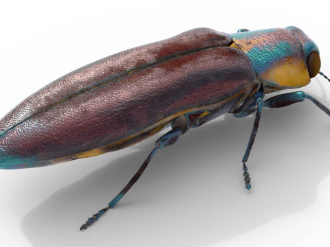 Agrilus cyanescens beetle 3D मॉडल