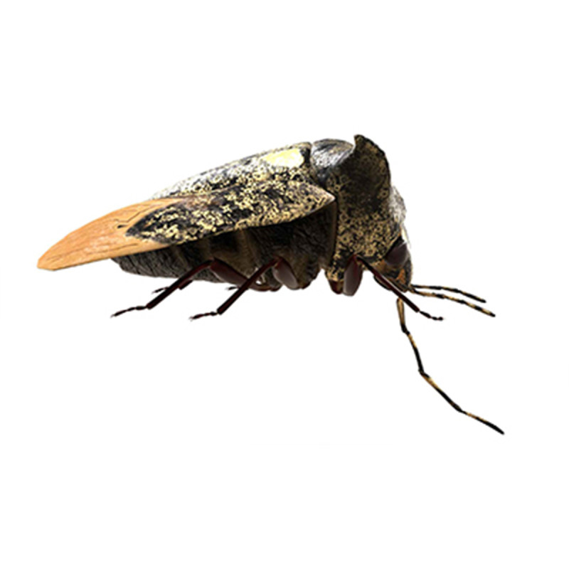 Alcimocoris japonensis bug Model 3D .c4d .max .obj .3ds .fbx .stl .blend 